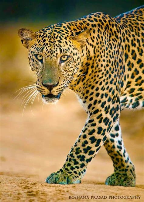 Leopard Gecko Patterns 的图像结果