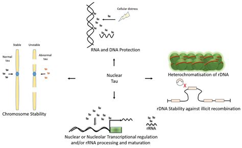 Nuclear Tau and Its Potential Role in Alzheimer’s Disease