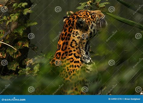 Formidable Jaguar stock photo. Image of chordata, ecosystem - 44901270