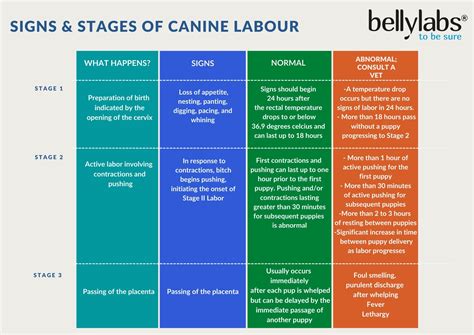 Dog Pregnancy Stages Week By Week Pictures - [Vet Explains Pets]