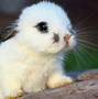 Image result for 10 Day Old Tan and White Baby Bunnies