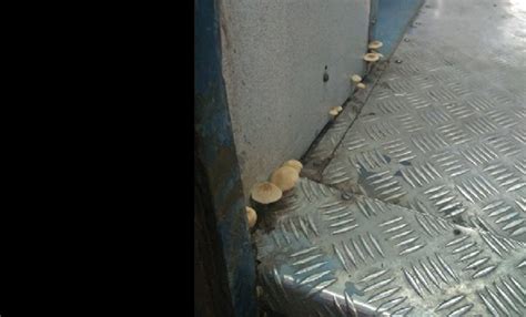 Beware of mushroom soup on Indian trains; this viral photo tells you ...