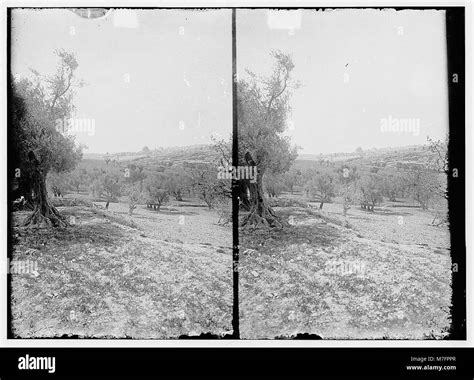 Valley Of Jehoshaphat Location