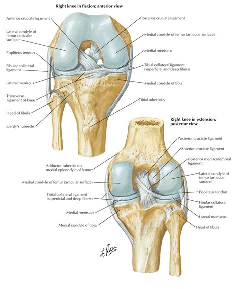 Knee Anatomy Anterior View at Emma Acevedo blog
