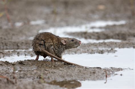 Understanding endemic and novel zoonotic spillovers from rodent trapping studies
