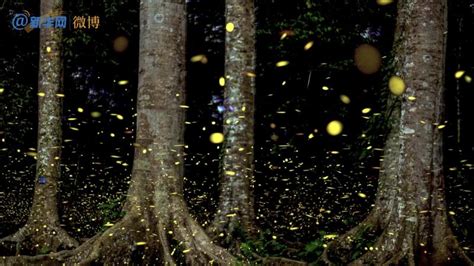 科学网—故乡的微光：保护勐仑的萤火虫 - 刘光裕的博文