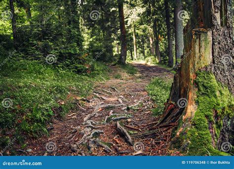 Path 的图像结果