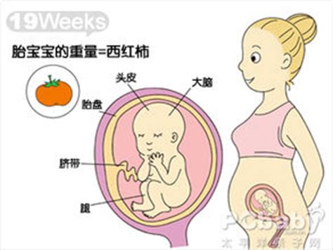 【大图】怀孕16周_双胞胎胎儿发育图_科普图库_太平洋亲子网