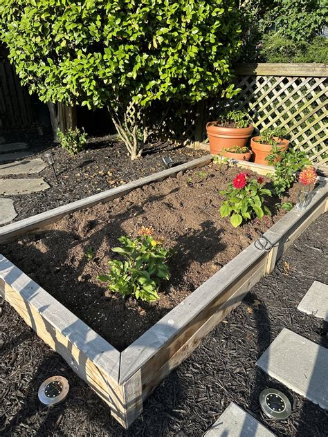 Should there be ants in my garden bed? : r/gardening