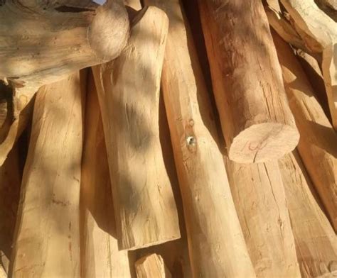 HR Traders - Pure White Sandalwood Logs Supplier from Vadodara