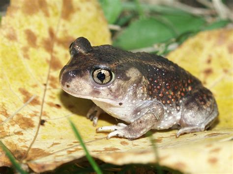 Image result for Alien Michigan Frog