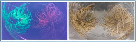 Cnidarian Immunity and the Repertoire of Defense Mechanisms in Anthozoans