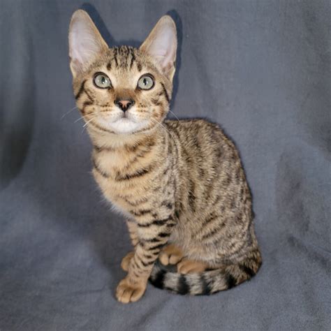 F4 3 – Allegany Savannah Cats