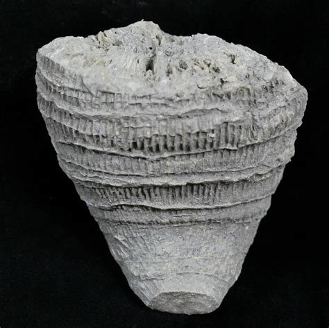 Fossil Horn Coral (Placosmilia) - Cretaceous (#25598) For Sale ...