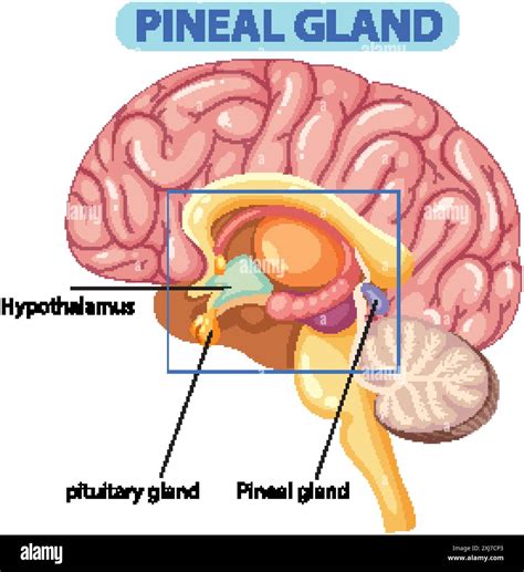 Detailed illustration of the pineal gland anatomy Stock Vector Image & Art - Alamy