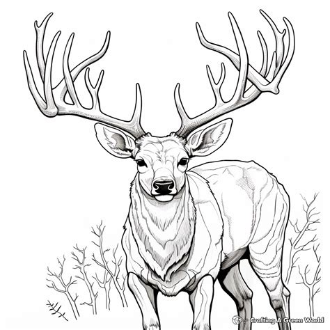 Mule Deer Coloring Pages - Free & Printable!