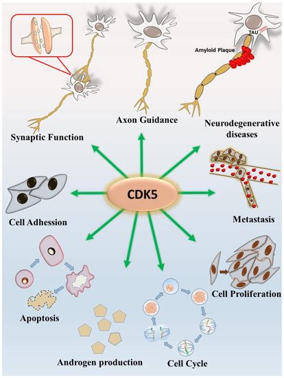 IJMS | Special Issue : Diagnostic, Prognostic and Predictive Biomarkers ...