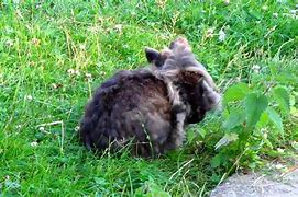 Image result for Small Cute Fluffy Bunny