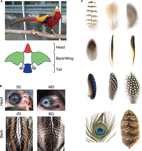 Types Of Bird Feathers Chart