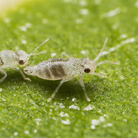 Best Ways to Get Rid of Thrips on Plants: Naturally, Organically for ...