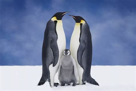 从天空飞向海洋：企鹅的演化历程与适应环境的“基因秘诀”