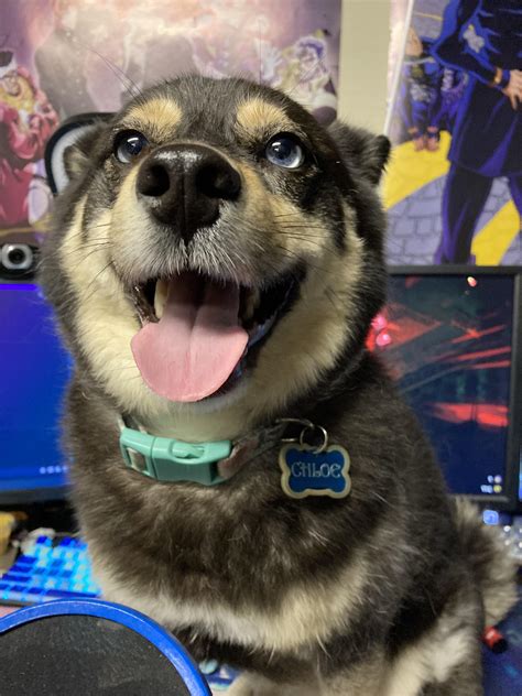 Miss Chloe loves to sit on my desk : r/PuppySmiles