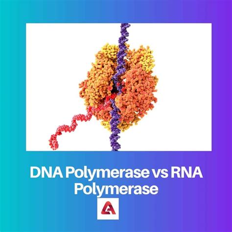 DNA Polymerase vs RNA Polymerase: Difference and Comparison