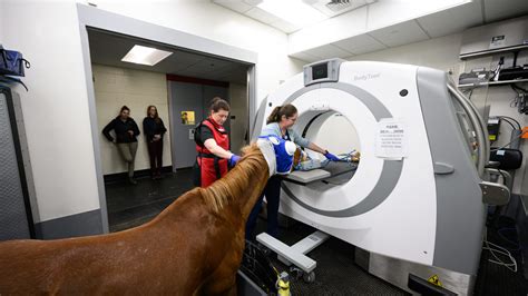 For Vinny, NC State’s Standing Equine CT Provides a Clear Win Against ...