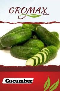 Gromax India Gromax India Cucumber Seed Price in India - Buy Gromax ...