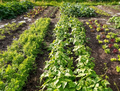 Try an Easier Way to Garden: No Dig, No Till