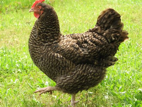 Raising Wildwood Chickens: Cuckoo Marans