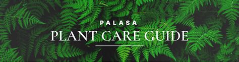 Plant Care Guide