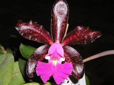 So why do orchids fail to rebloom?! - Chuck the Plant Guy