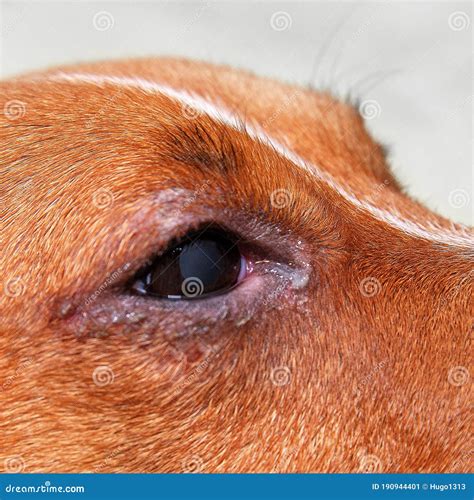 Portrait of a Dog with Eye Problem, Conjunctivitis. Dog with Bad Swollen Eyes Due To an ...