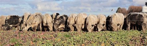 2025 SJC Speckle Park Bull sale, 46 Hamilton Road, Oreti Plains, New ...