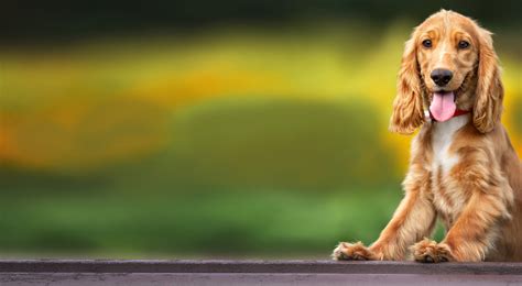 Third party liability cover (Dogs only) | petGuard