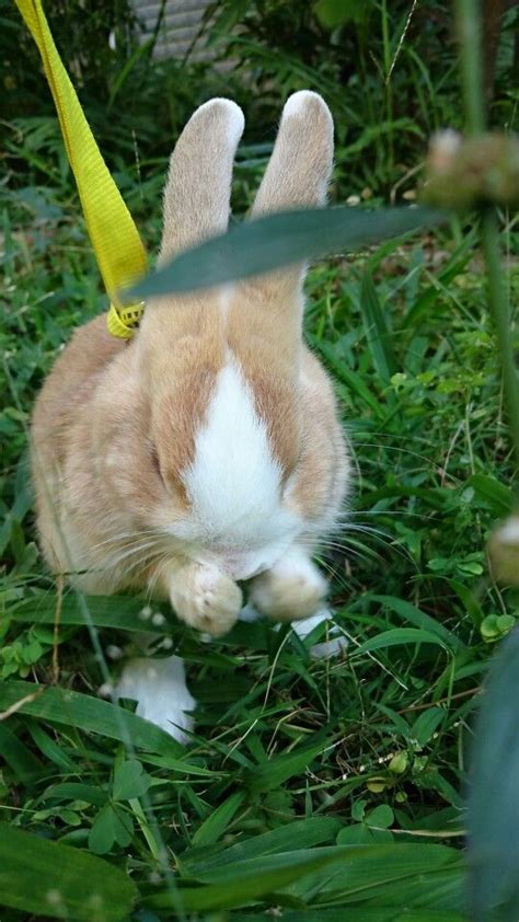 how can i train my rabbit