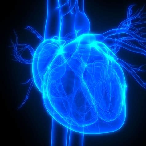 Rationale Abklärung von Palpitationen - Kardiologie & Gefässmedizin ...