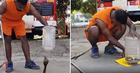 Watch: Puducherry Man's Calm Demeanor As He Traps Snake In Jar With ...