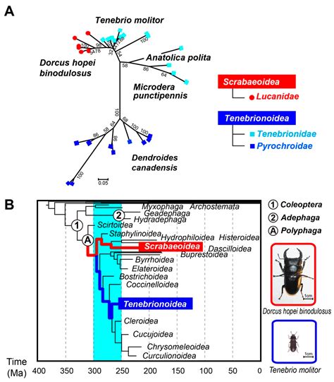 Discovery of Hyperactive Antifreeze Protein from Phylogenetically ...