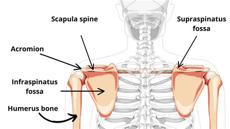 Everything you need to know after a scapula fracture