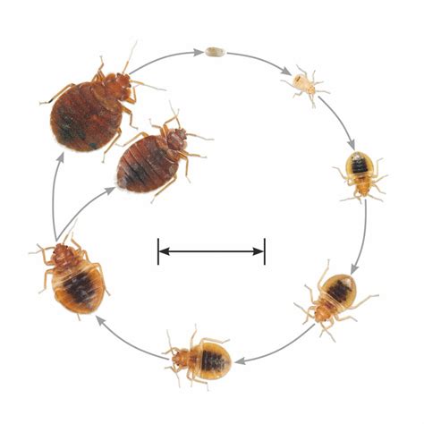 Bed Bug Larvae And Eggs