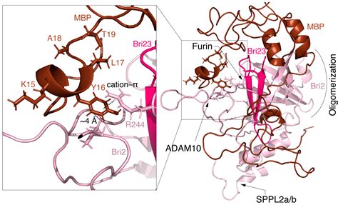 Myelin Basic Protein Attenuates Furin-Mediated Bri2 Cleavage and ...
