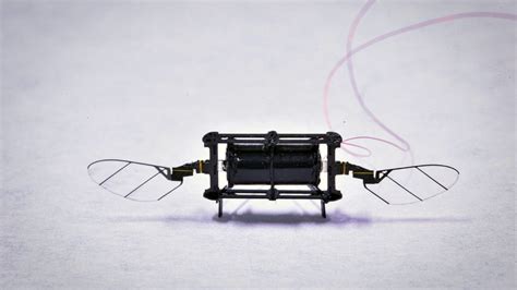 Insect Drones 的图像结果