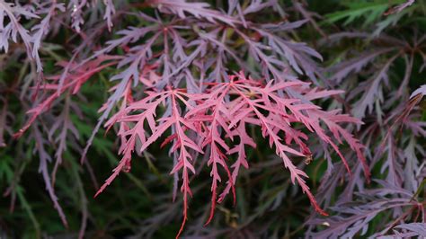 Japanese Maples Pictures