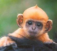 Image result for Too Cute Baby Puppies