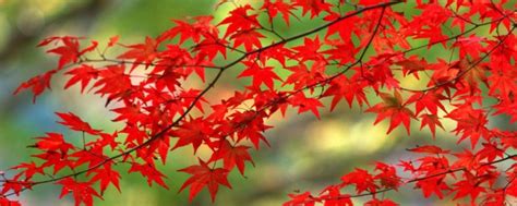 红枫树多少钱一棵？2020年红枫树价格最新行情预测-花木行情-中国花木网