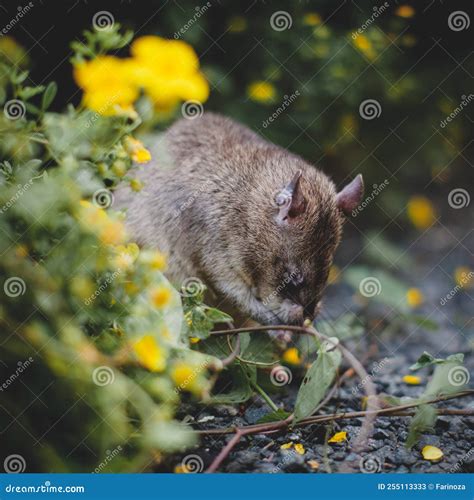 Giant African Pouched Rat in a Garden with Pansies Stock Image - Image ...