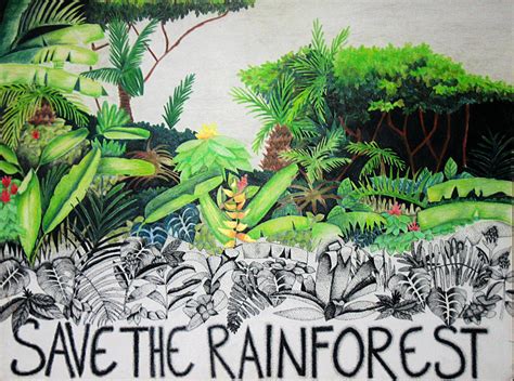 Drawings Of Rainforests
