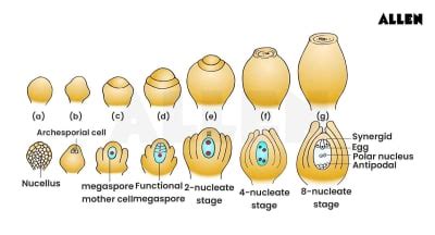 Sexual Reproduction in Flowering Plants | And Its Structure